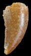 Serrated Raptor Tooth - Morocco #69563-1